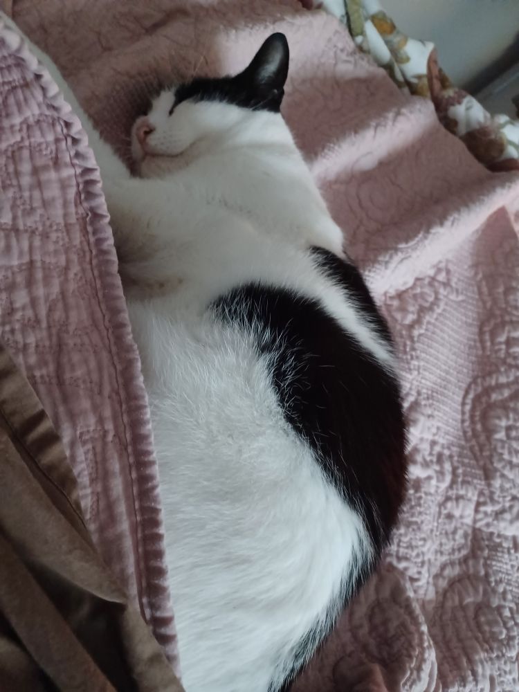 Pretty black and white cat sleeping, on a Friday, at an hour past when she should have gotten me up. 