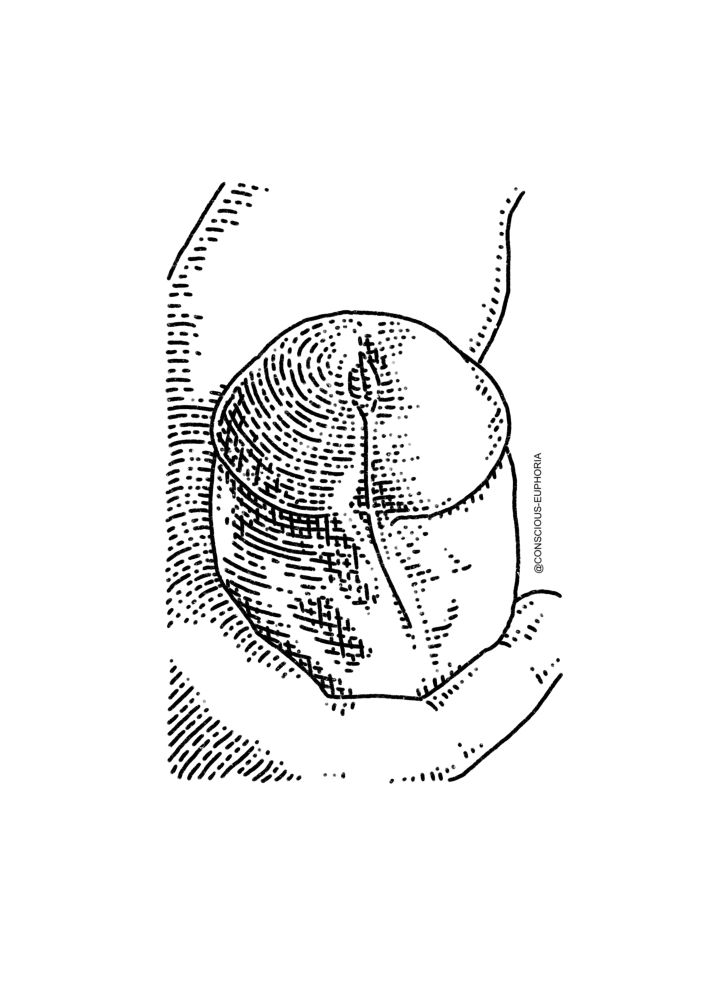 A close up line drawing of someone holding their erect penis. 