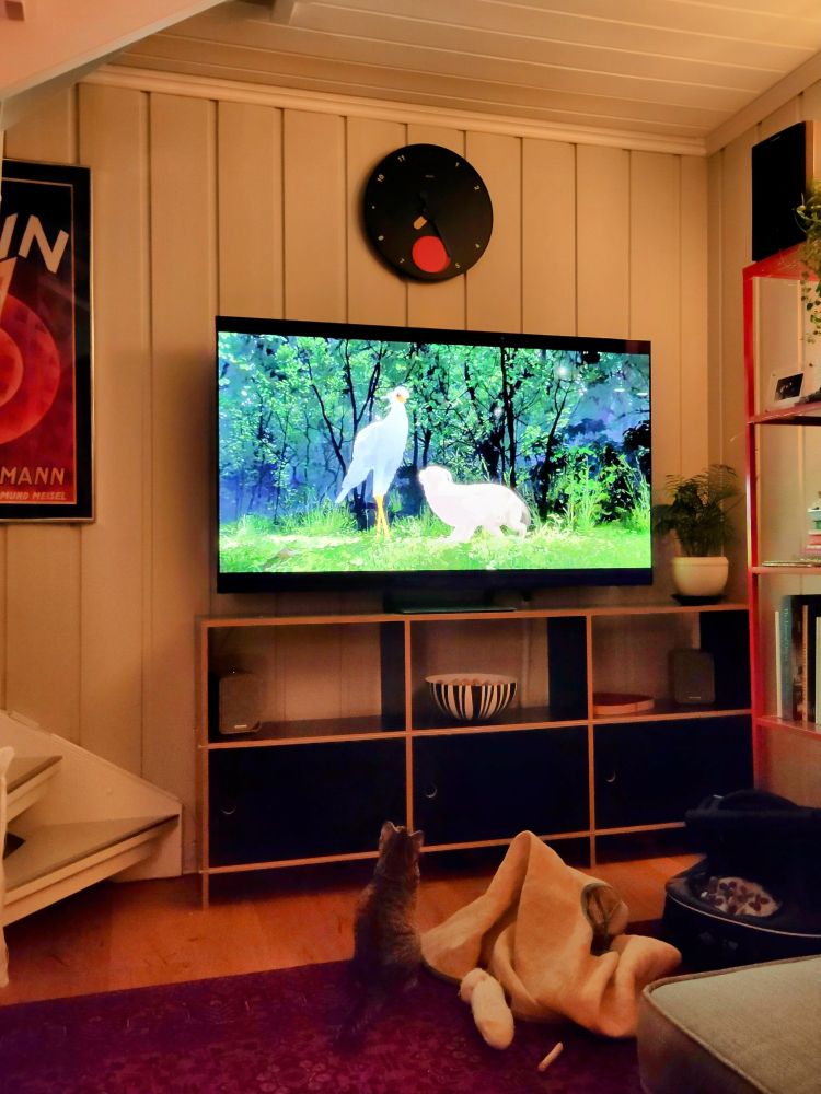 My kittens loved Flow! And so did I.