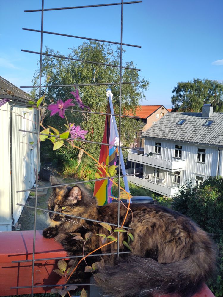 Tortoiseshell cat sitting on the balcony raling behind a climbing clematis in the sunshine