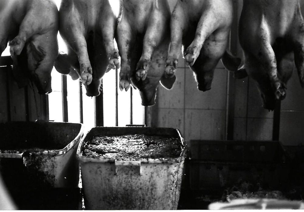 5 Schweine mit dem Kopf nach unten hängend, in der Kehle ein Loch, darunter große Plastikwannen voll mit Blut (alle Fotos in schwarz-weiß)