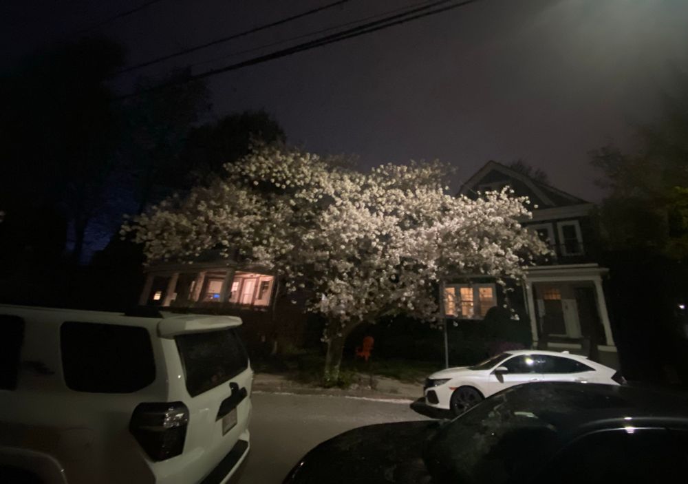 a cherry tree in full white bloom on an urban street at night flanked by some white parked cars 
