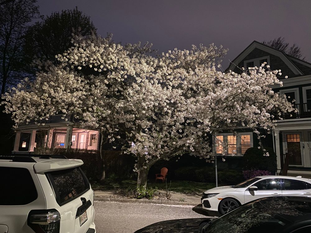 a cherry tree in full white bloom on an urban street at night flanked by some white parked cars and with two small houses behind it. the houses are warmly lit inside