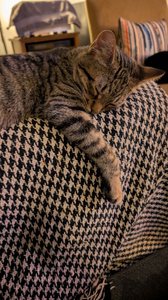 Tabby kitten on a houndstooth blanket