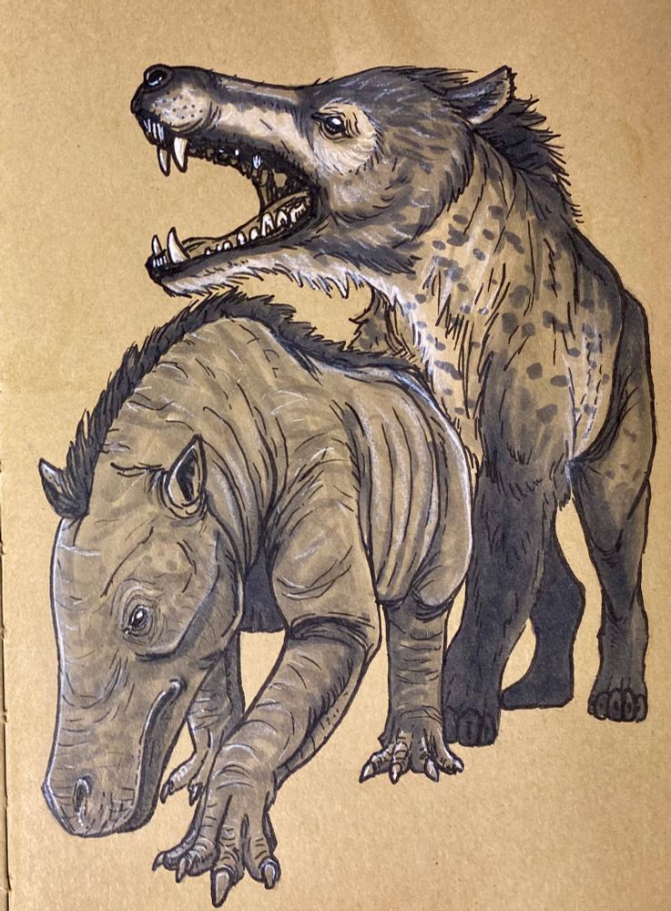 An inkdrawing of an extinct Andrewsarchus in it’s older wolf-like reconstruction and the modern hippo-like reconstruction. 