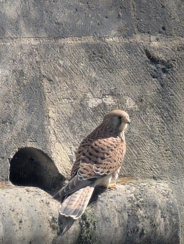Un Faucon perché sur le mur d'un château fort, en plus gros plan.