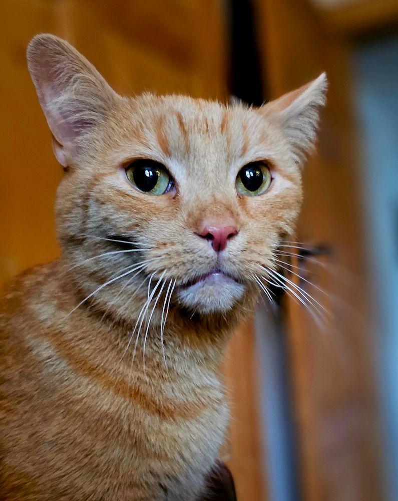 Rote Katze. Sieht böse aus.