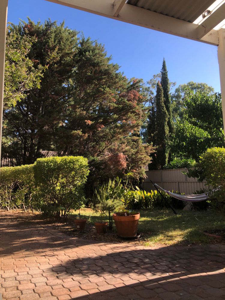 trees and bushes in my garden from my view 