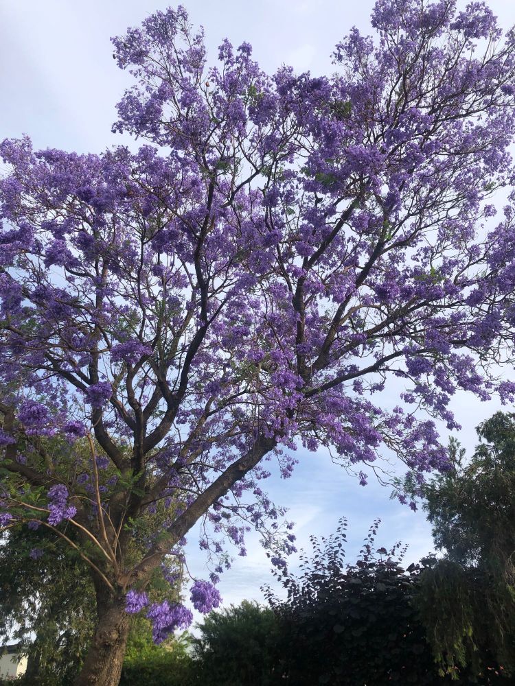 Jacaranda tree in bloom