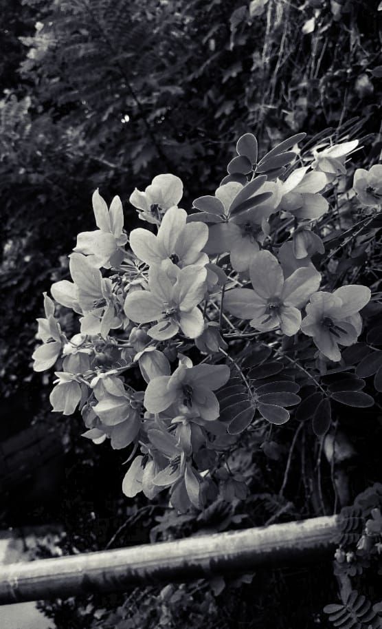 B&W flowers image