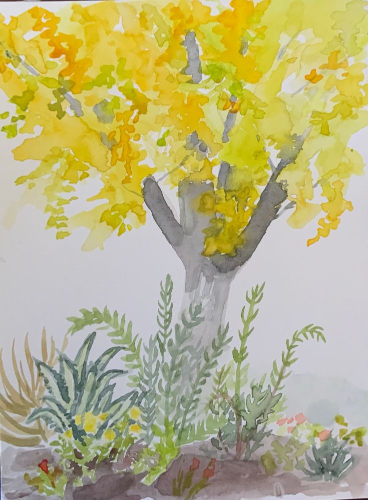 A bright yellow ginkgo tree with succulent plants in front of it, depicted in watercolor. 