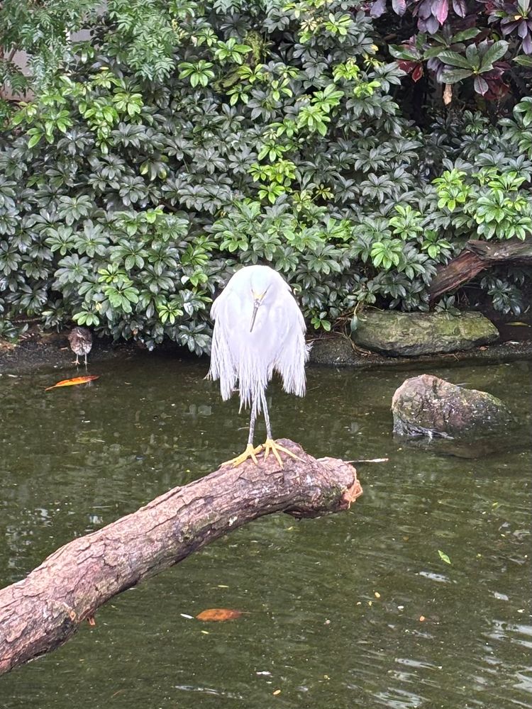 Some kind of white egret?