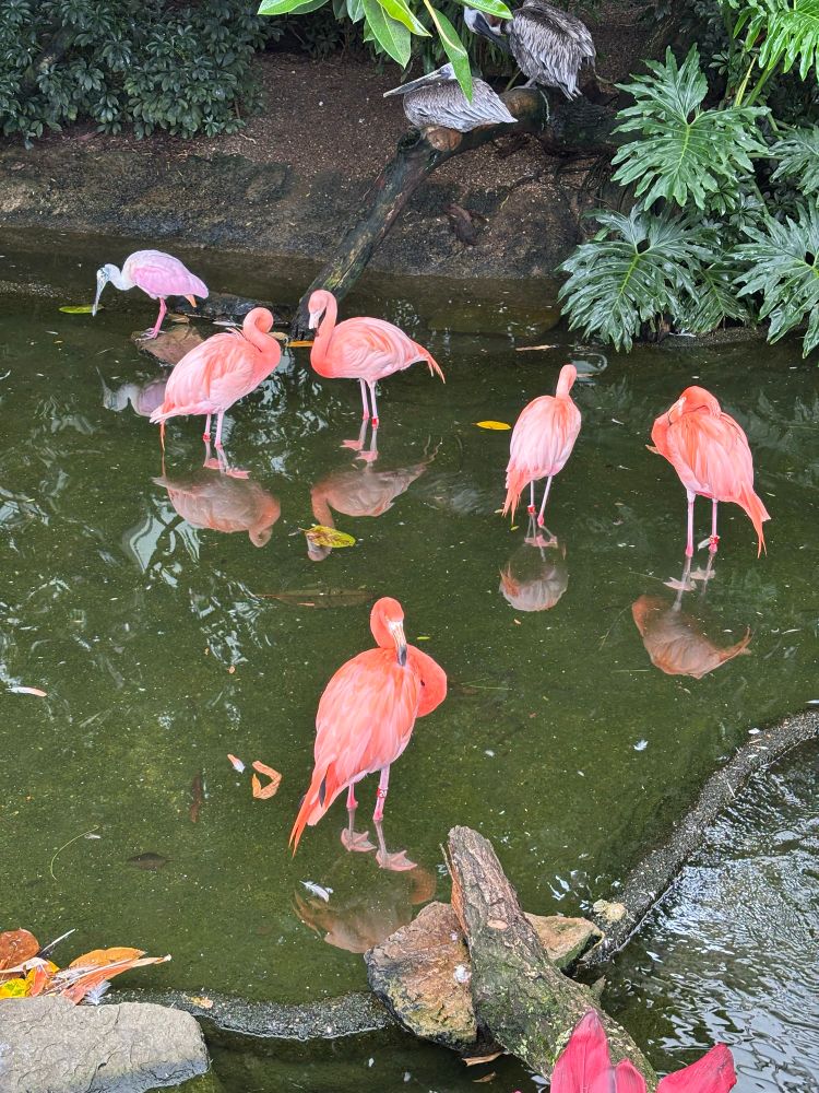 Pink flamingos
