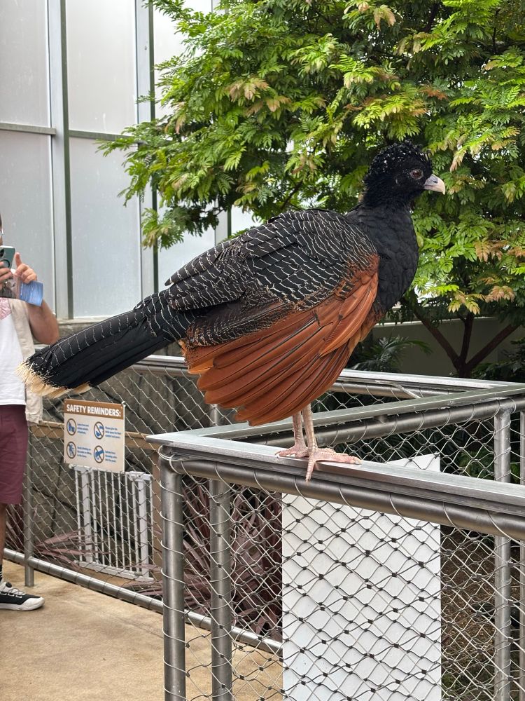 I forgot what this bird is called 