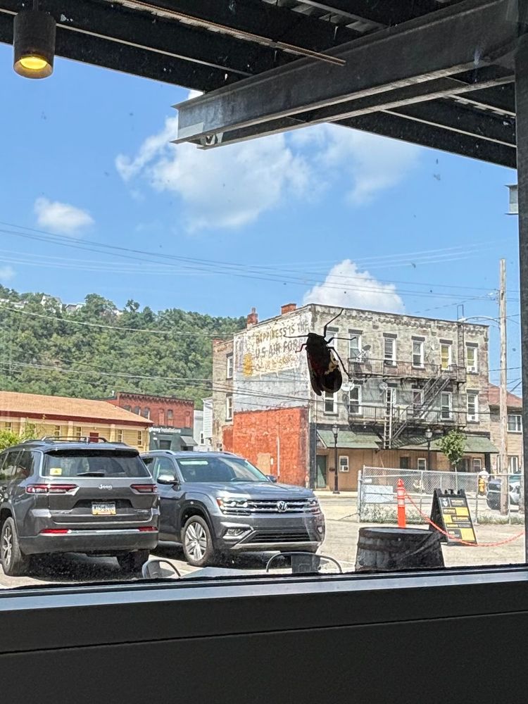 Bug crawling on a window 