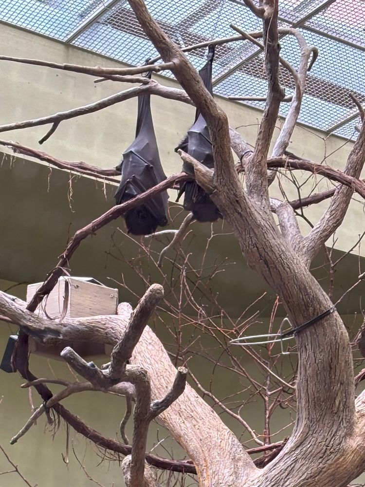 Flying foxes 