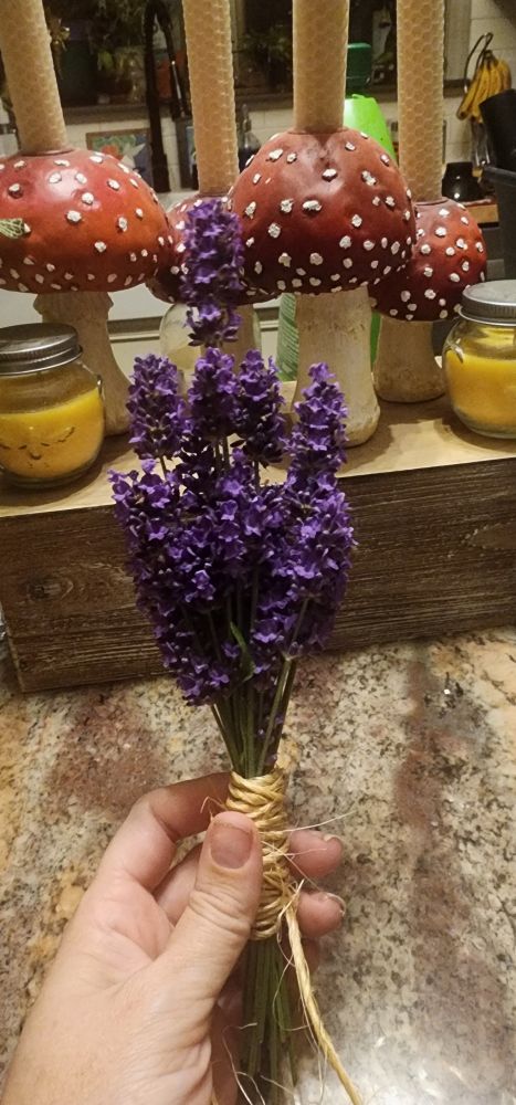 A small bunch of freshly harvested lavender blossoms with the stems tied with twine.