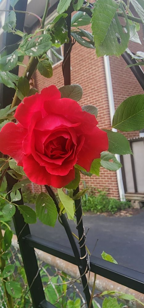 A bright red rose climbing a trellis is  blooming