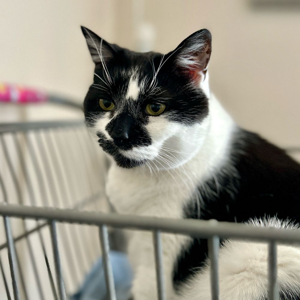 Pierre believes he is French. Oui. He knows he’s not hot or even handsome, but he is all love.