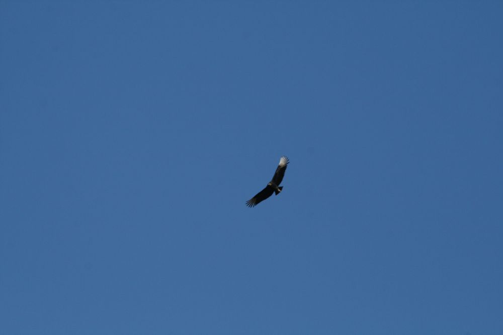 distant black vulture flying to the upper-left of the frame, shot from below -- the white feathers on its left wingtip are catching the light, looking almost metallic
