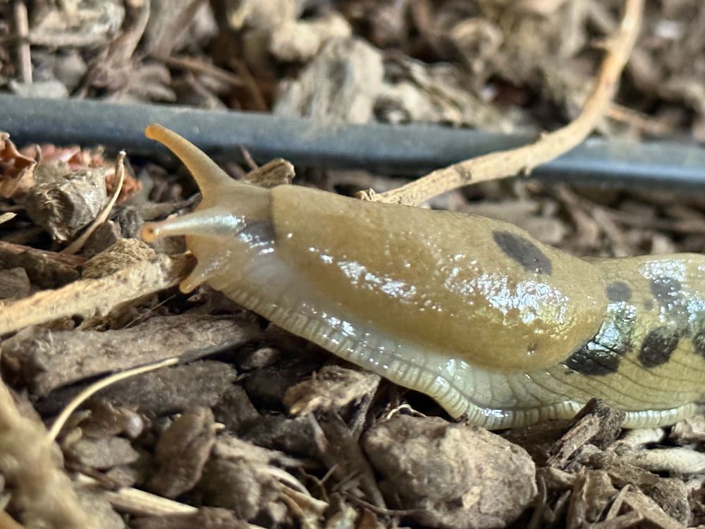 A closeup profile of a slug crawling on a stick