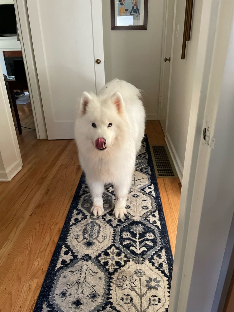 White Samoyed dog