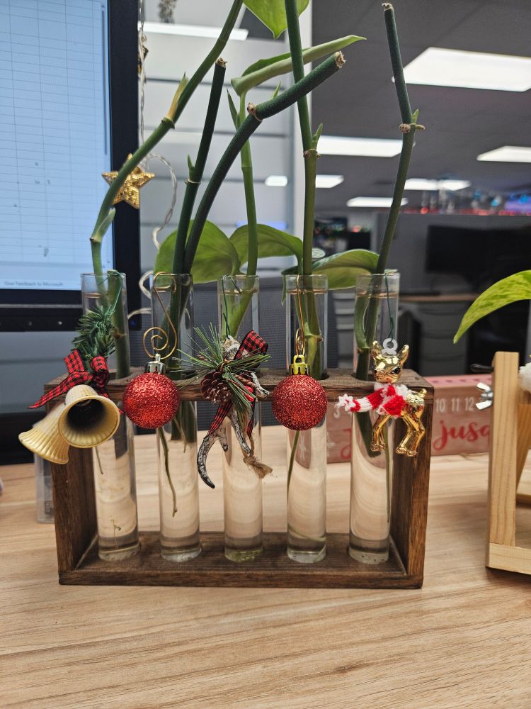Five Silver Satin pothos cuttings in glass test tubes, decorated for the holidays.  