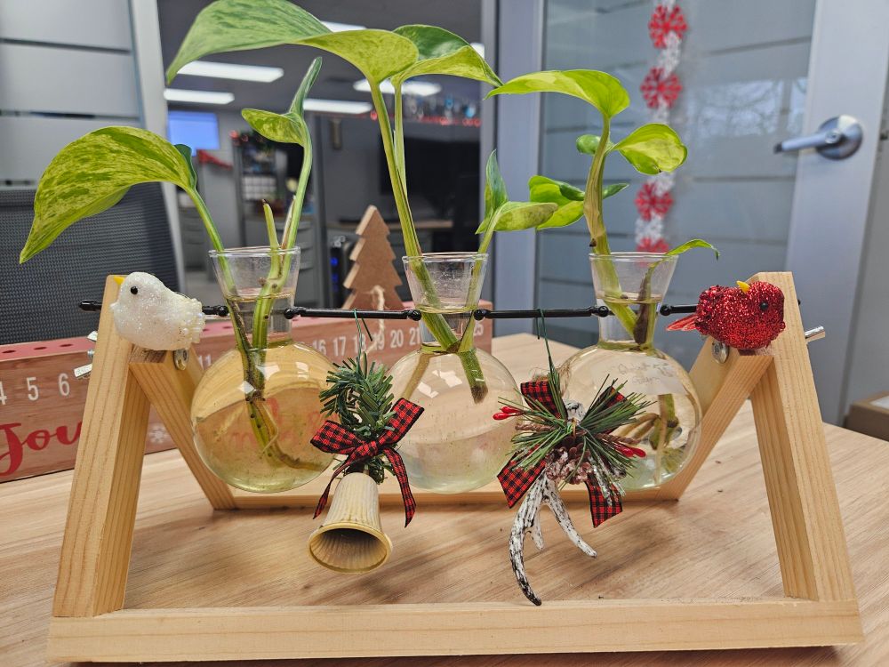 Three pothos cuttings suspended in glass globes and decorated for the holidays