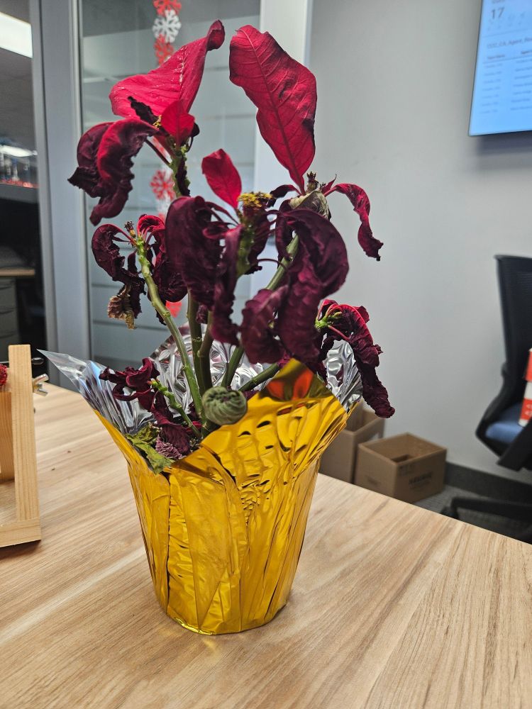 A mostly dead red poinsettia in a gold foil wrapper.  Not looking festive for the holidays.