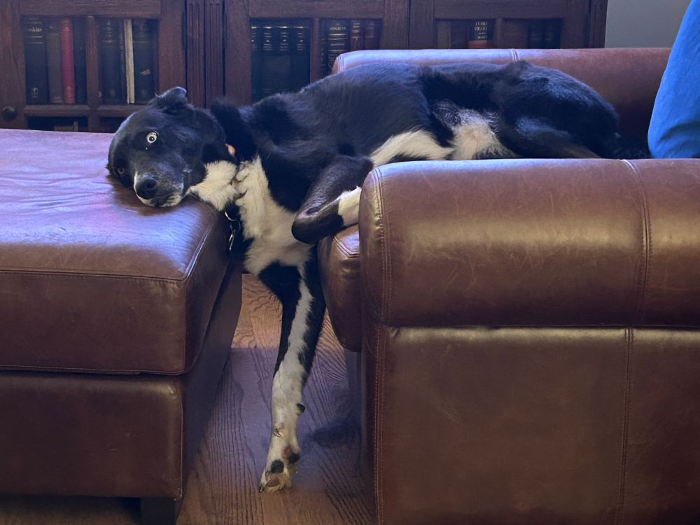 A husky sleeping between a chair and ottoman with one leg on the floor in what might be the most uncomfortable sleeping position ever devised 