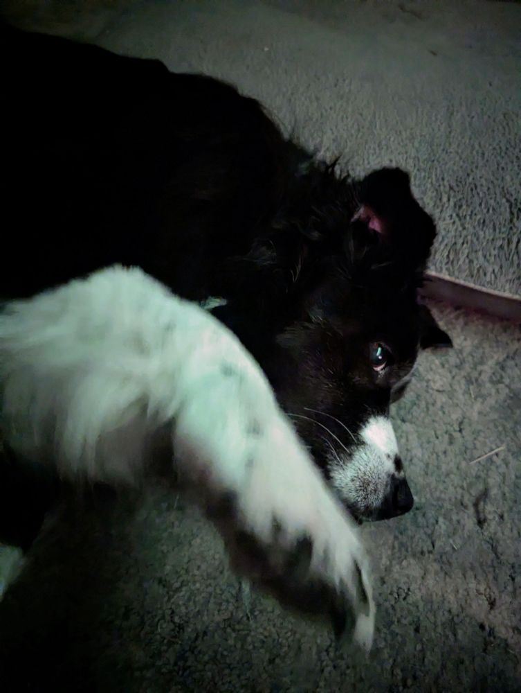 A dog laying on her side telling me she requires more pets 