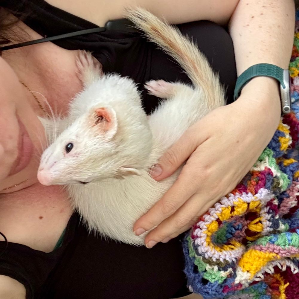 Lydia lying down on the couch with a colourful afghan blanket on her. Ferb the white ferret is curled up right under her next & is partly looking up to the camera while he pauses from licking her face. 