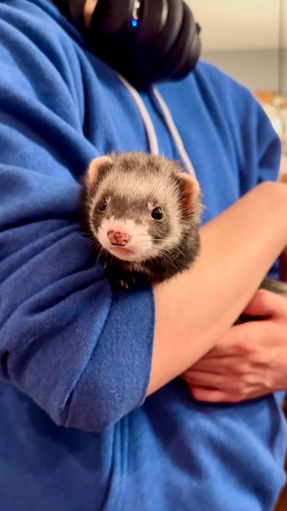 Bonnie the ferret is looking straight at the camera while being held in one of her human’s arms. Her human is wearing a blue hoodie & has headphones around his neck. 