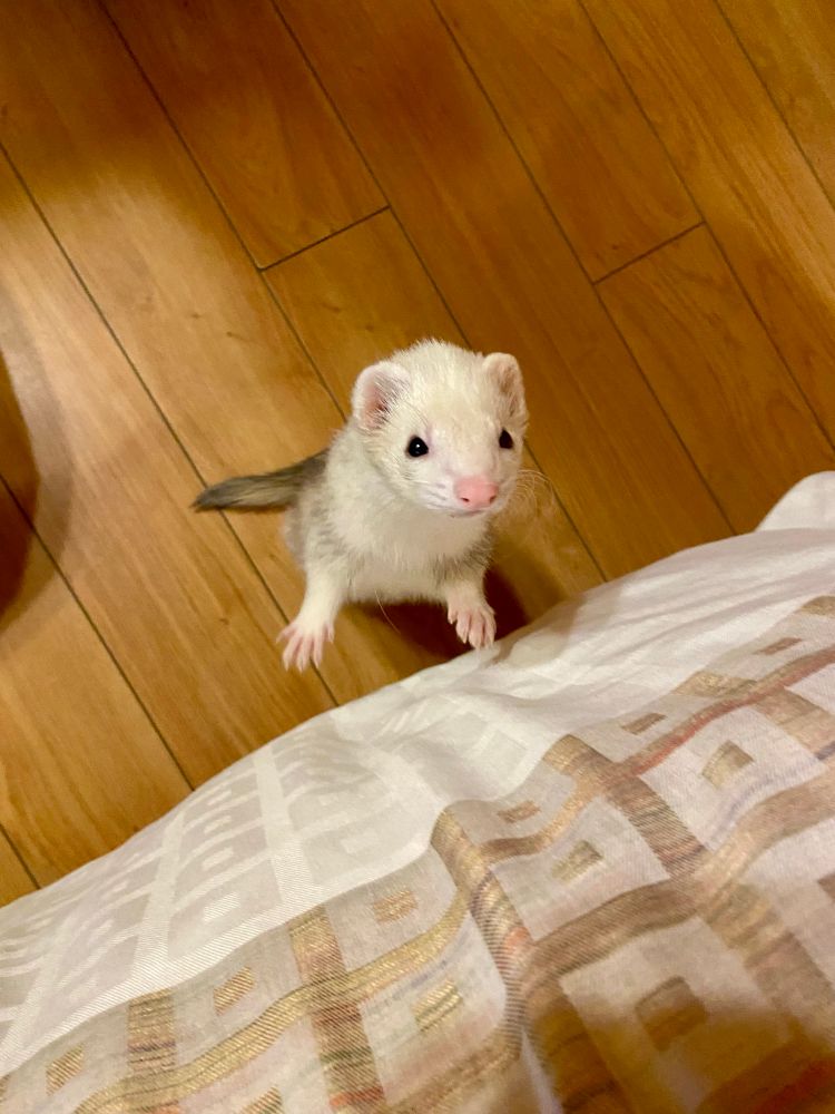 Ferb, a white ferret with black eyes and a pink nose, is standing on his hind legs, next to a bed - looking at the camera. 