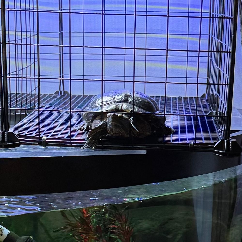 Moe the red-eared slider turtle in his above tank basking area while it was in the process of being assembled. The enclosure is make with black metal cube shelving components which have approximately 1” wide openings between the metal grates. He is right against the front with his head & two front legs all sticking out of one hole, trying to will his 3x wider & 2x taller body through the opening. Moe is optimistic about what he can fit into. I feel his pain. 