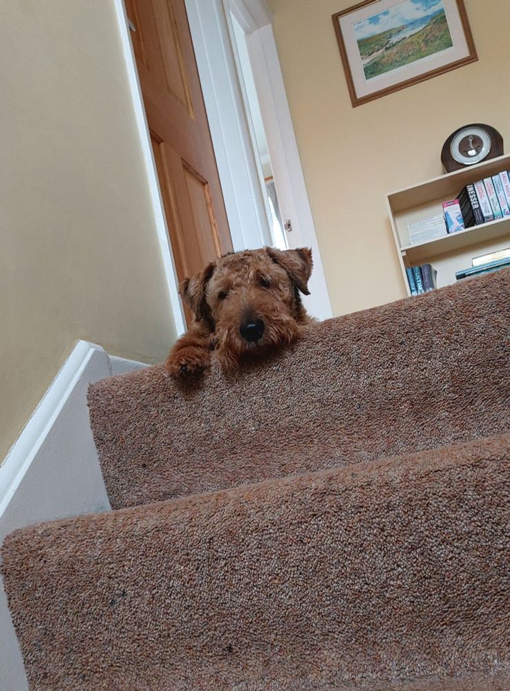 A dog, lying on top of a flight of stairs, his muzzle and one paw protruding over the top stair. 