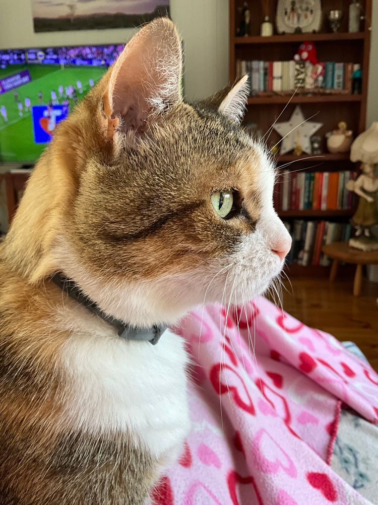 In the foreground is a ginger and white cat’s head in profile. She has a pink nose and green eyes looking intently outside. She is sitting on a pink blanket. 

Behind her on the left there is a rugby league game on the television. To the right is a bookshelf and an old plaster lamp in the shape of a female Edwardian tennis player.