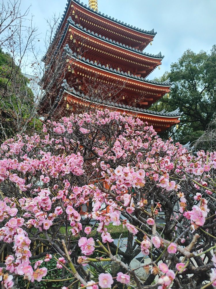 Ein Blick über blühende Kirschblüten auf eine Tempelpagode in Fukuoka, Japan