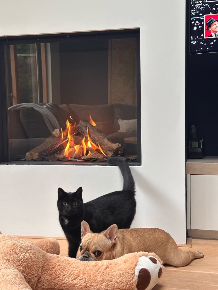 My cat and dog warming themselves by the fire (and lookin suss af).