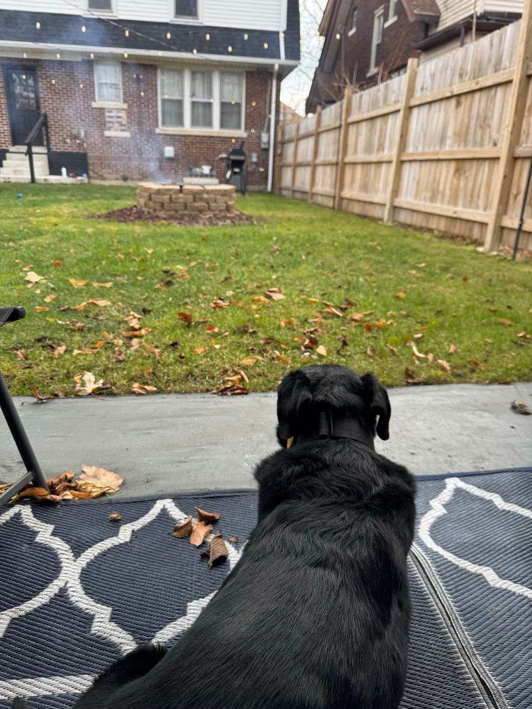 me and my black lab enjoying my windy backyard