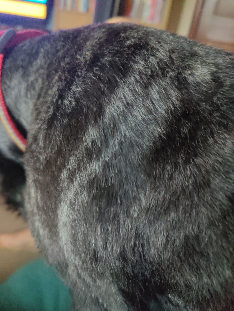 Close-up of the dog's fur, showcasing its brindle colouration.