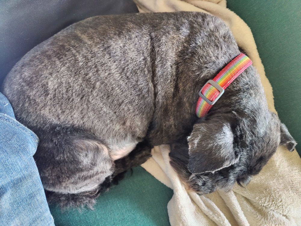 Curled up terrier with short, brindle hair, on a sofa. She looks very neat.