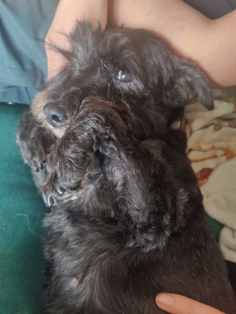 Kifl hides part of her face behind her folded paws, and looks out of the corner of her eye in a way that is extremely cute but make her look kind of anxious.