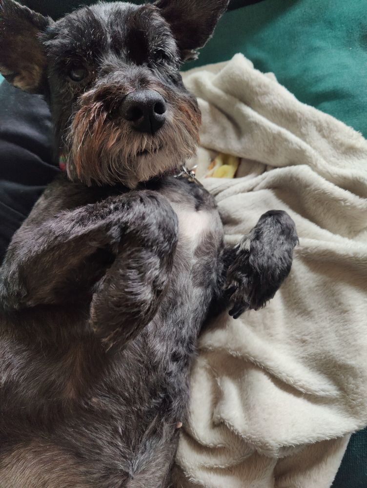 Small dog on a sofa, raised up slightly from lying sideways, with a questioning expression.