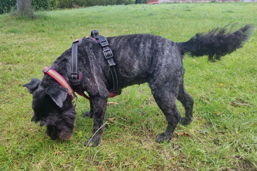 The dog stands on some grass, sniffing it intently.