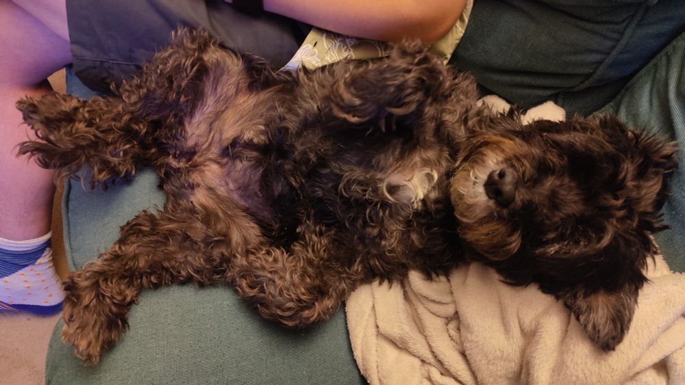 A terrier lying on her back on a sofa, looking *extremely* chilled. All her legs are up, but in relaxed positions, and you can see that her belly is surprisingly very pink.