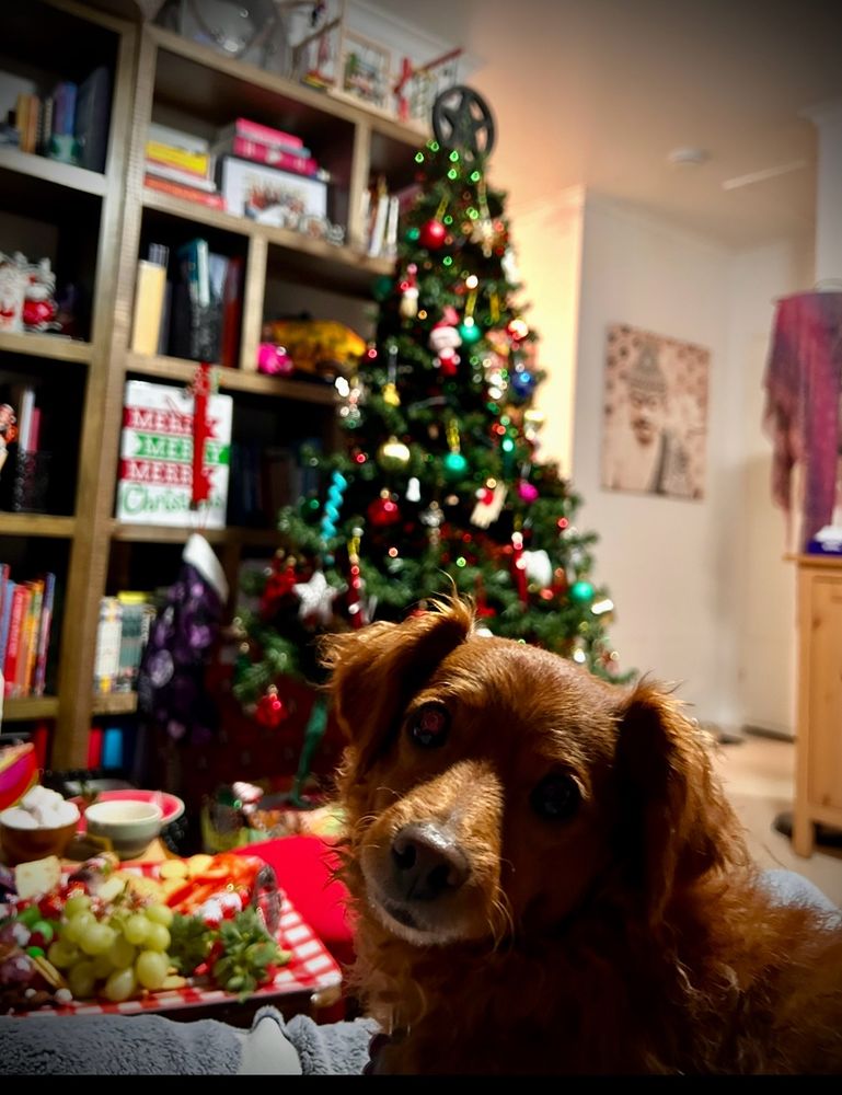 Photo ID- -1- Focus on hot chocolate cup with spoon and candy cane melting within.  Out of focus is Kirsten feeding the Molly Puppy, and bare tree.  -2- In focus is Molly Loki g at the camera, and out of focus is the decorated tree.  With a pentagram on top.
