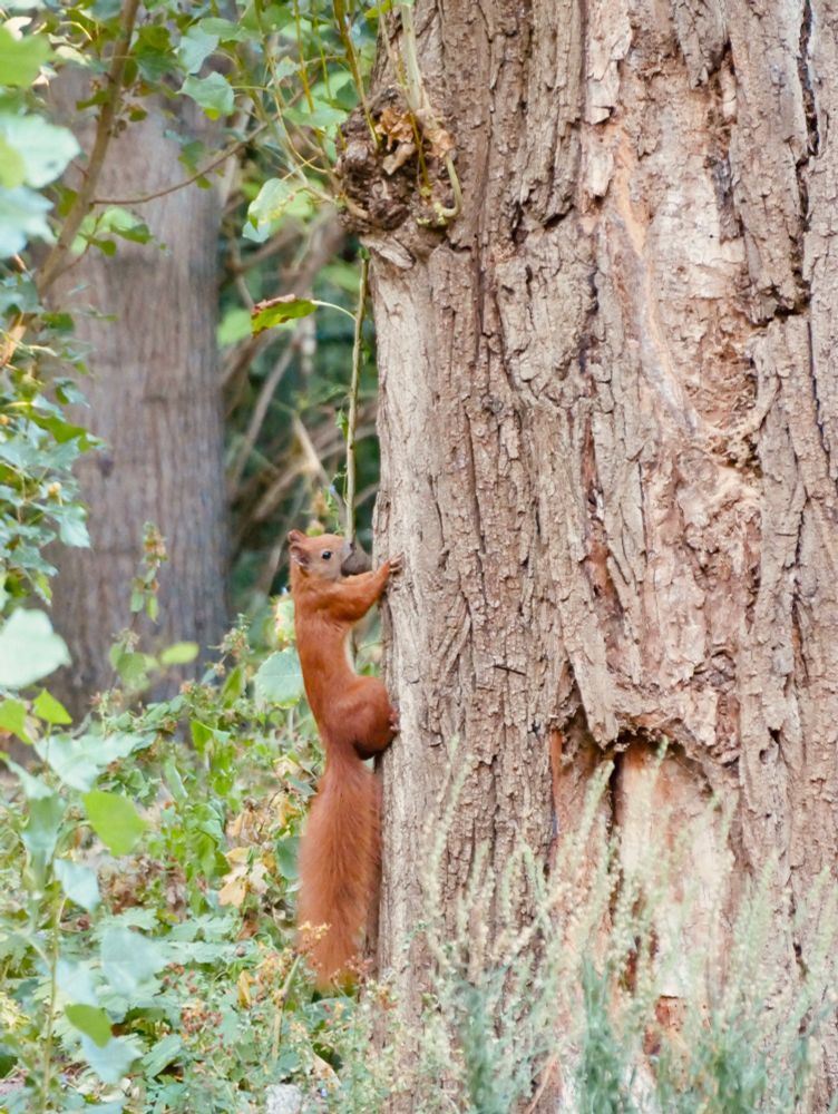 Foto im Hochformat: Ein Eichhörnchen klettert senkrecht einen Baumstamm hinauf, eine Nuss im
Maul.