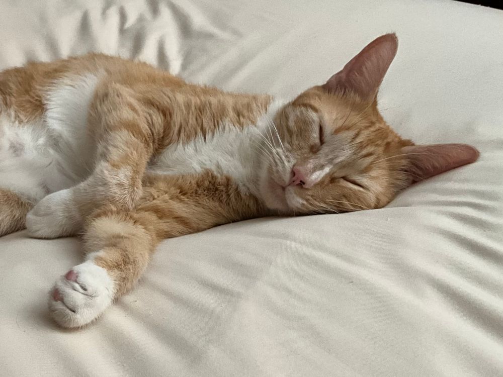 Houston, the little ginger cream feline, sinking into his fluffy, very oversized featherbed.  So sweet. 
