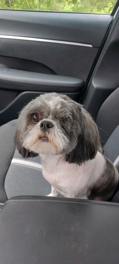 A one-eyed black and white shih tzu. His name is Milo